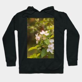 ebs apricot blossoms Hoodie